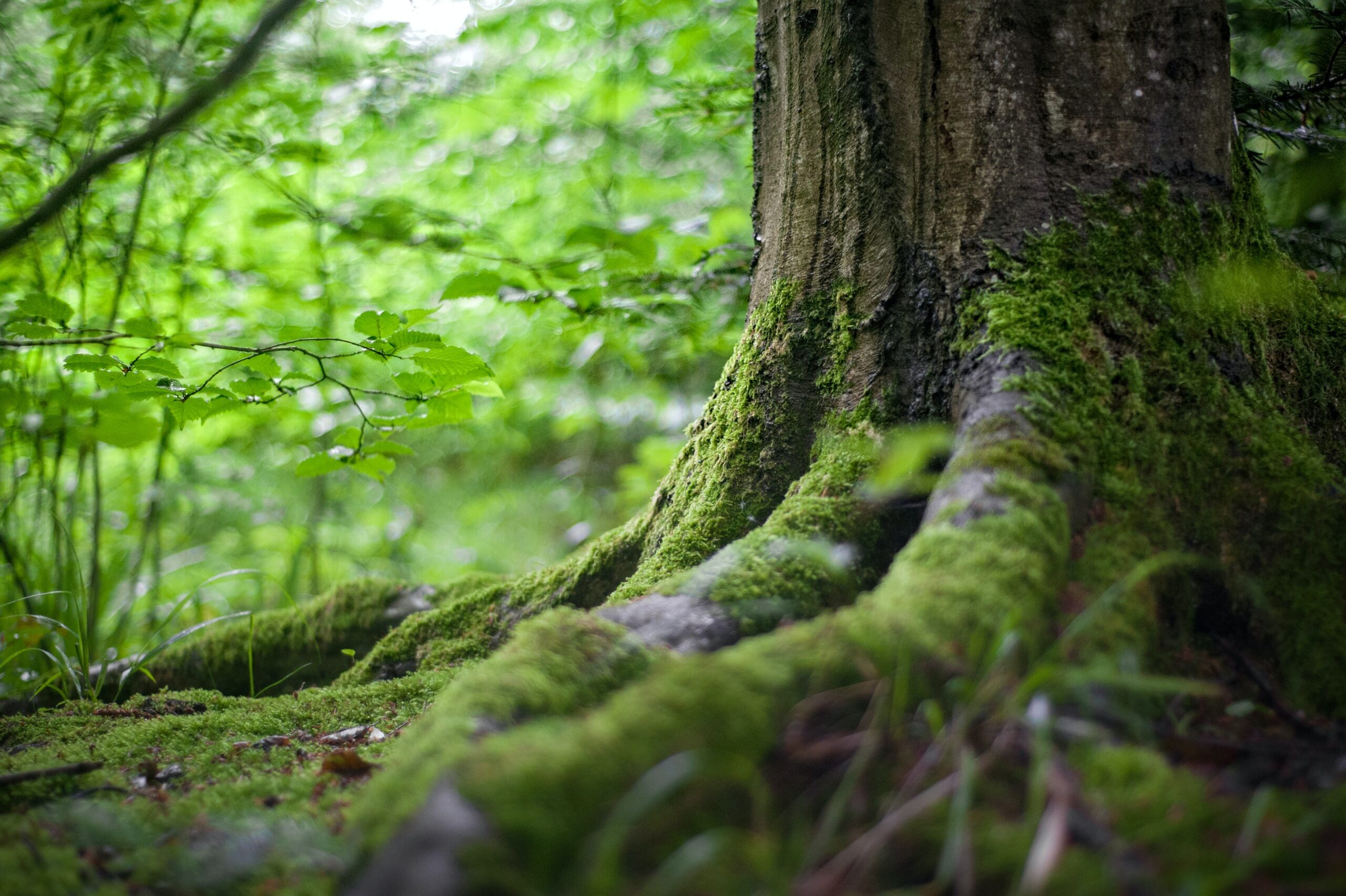 Excursión a un árbol singular de la Sierra de Guadarrama